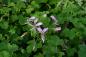 Preview: Pelargonie, Vanille-Duft- (Pflanze)